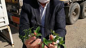 Büyükşehir’den 1,5 milyon fide desteği 