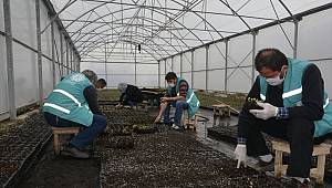 Elbistan Belediyesi 3 serada 200 bin çiçek üretiyor 