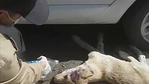 Kahramanmaraş'ta bekçilerden yaralı köpeğe şefkat eli 