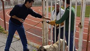 Kahramanmaraş'ta demir parmaklıklara sıkışan köpek kurtarıldı 