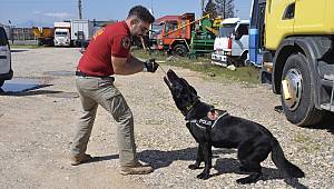 Narkotik dedektör köpeği 