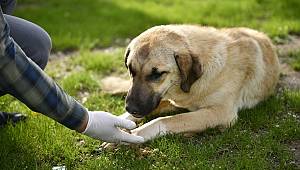 Sevgi Salgın Tanımaz 
