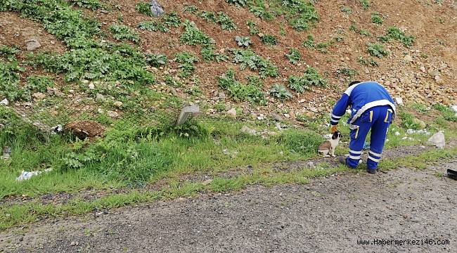 Sokak Hayvanları Unutulmadı