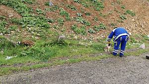 Sokak Hayvanları Unutulmadı 