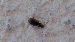 Bu Böceklerin İstila Ettiğini mi Düşünüyorsunuz? İşte Sebebi..