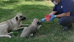 Büyükşehir sokak hayvanlarını 7/24 besliyor 