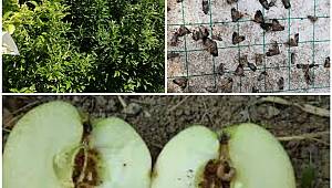 Elma İç Kurdu Zararlısında Mücadele Zamanı 