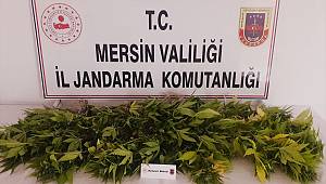 Evinin çatısında uyuşturucu yetiştiren zanlı jandarmaya yakalandı 