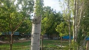 Kahramanmaraş'ta oluşan hortum elektrik direği ve ağaçları devirdi 