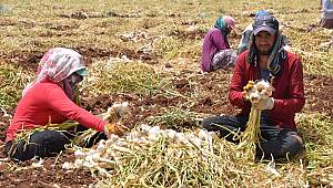 Kahramanmaraş'ta sarımsak hasadı başladı 