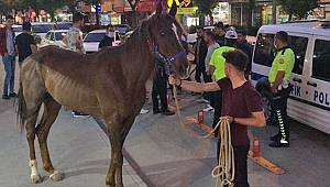 Kahramanmaraş'ta trafiği tehlikeye sokan atı polis yakaladı 