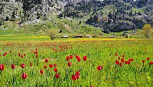 Kahramanmaraş'ta yaban lalelerinin görsel şöleni 