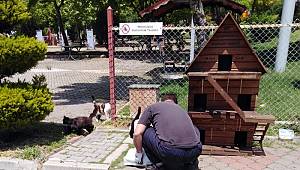 Kedi ve köpek evlerine mamalar bırakılıyor 