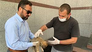 Makam Arabasını Yaralı Köpeğe Tahsis Etti 