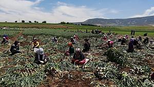 Pazarcık’ta Sarımsak Hasadı Başladı 
