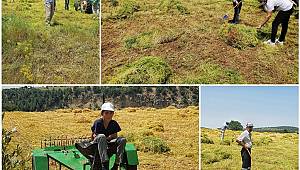 Pazarcıkta Şifa Kaynağı Mercimek İçin Hasat Vakti 