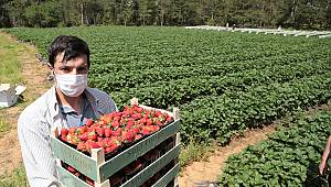 Tersine göçün başladığı dağ köyünde şimdi de ihracat sevinci 
