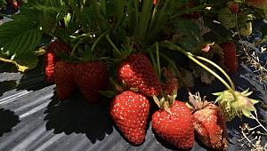 Yaylalara kurulan çilek bahçeleri gelir kapısı oldu 