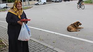 Yetim aylığıyla sokak hayvanlarını besliyor 