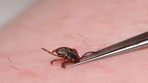 AHEF Kırım Kongo Kanamalı Ateşi İle İlgili Uyarılarda Bulunuyor 