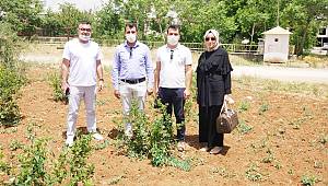 Aronia Kahramanmaraş Tarımında Yerini Aldı 