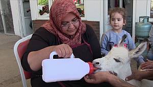 Çöplükte ölüme terk edilen sıpa biberonla besleniyor 