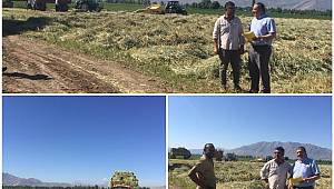 Elbistan’da Yem Bezelyesi Hasadı Başladı 