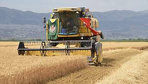 Kahramanmaraş'ta buğday hasadı başladı 