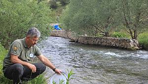 Kahramanmaraş'ta derelere 10 bin kırmızı benekli alabalık bırakıldı 