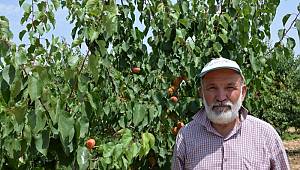 Kahramanmaraş’ta Erkenci Kayısı Hasadı Başladı 
