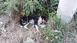 Kahramanmaraş'ta tüfekle ateş edilen köpek yaralandı 