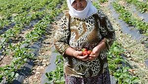 Kahramanmaraş’tan Türkiye’nin Dört Bir Yanına Çilek Gönderiliyor 