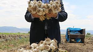 Pazarcık, Sarımsakta da Türkiye’nin Üretim Üssü Olacak 