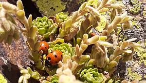 Uğur böceklerini görmek için dağa çıkıyorlar 