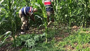 Uyuşturucu operasyonda 2 bin 350 kök Hint keneviri ele geçirildi