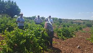 Üzüm Üreticilerinin Bağları Kontrol Altında 