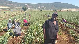  Yaklaşık Yıllık 100 Bin Ton Civarında Bir Sarımsağımız Mevcut 