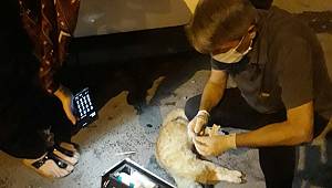 Yaralı kediye ekiplerden müdahale 