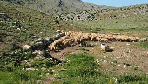 Yayla yolları onarılıyor 