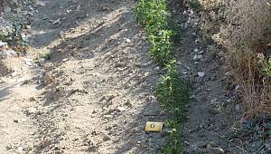 Çağlayancerit'te 271 kök Hint keneviri ele geçirildi 