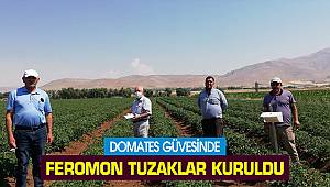 Domates Güvesinde Feromon Tuzaklar Kuruldu