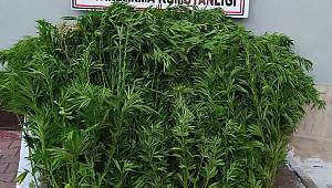 Elbistan'da 113 kök hint keneviri ele geçirildi 