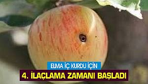Elma iç kurdu için 4. ilaçlama zamanı başladı