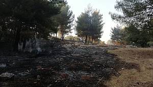 Kahramanmaraş'ta anız yakılması sonucu alevler ormana sıçradı 