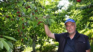  Kahramanmaraş'ta kiraz hasadı başladı 