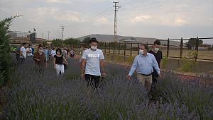 Kahramanmaraş'ta lavanta hasadı yapıldı 