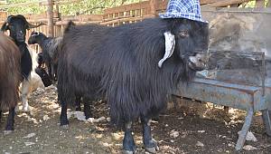 Kahramanmaraş'ta satışa sunulan 120 kilogramlık keçi alıcısını bekliyor 