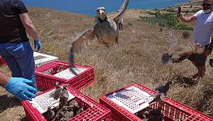 Kahramanmaraş'ta üretilen 12 bin keklik 12 ilde doğaya salındı 