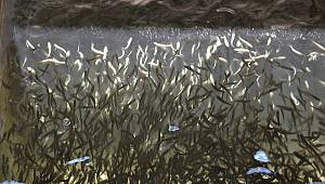 Kahramanmaraş'ta üretilen yavru alabalıklar ilgi görüyor 