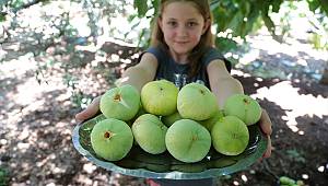 Tescilli Abbas inciri tezgahlardaki yerini aldı 